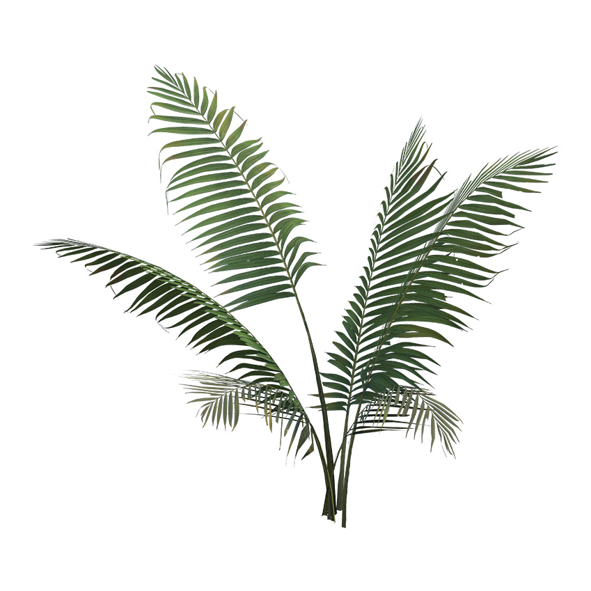 Lytocaryum weddellianum - Weddell's Palm 02